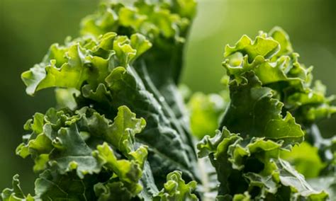 Kale: The Magical Leafy Green for Heart Health and Disease Prevention.